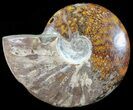 Polished, Agatized Ammonite (Cleoniceras) - Madagascar #54540-1